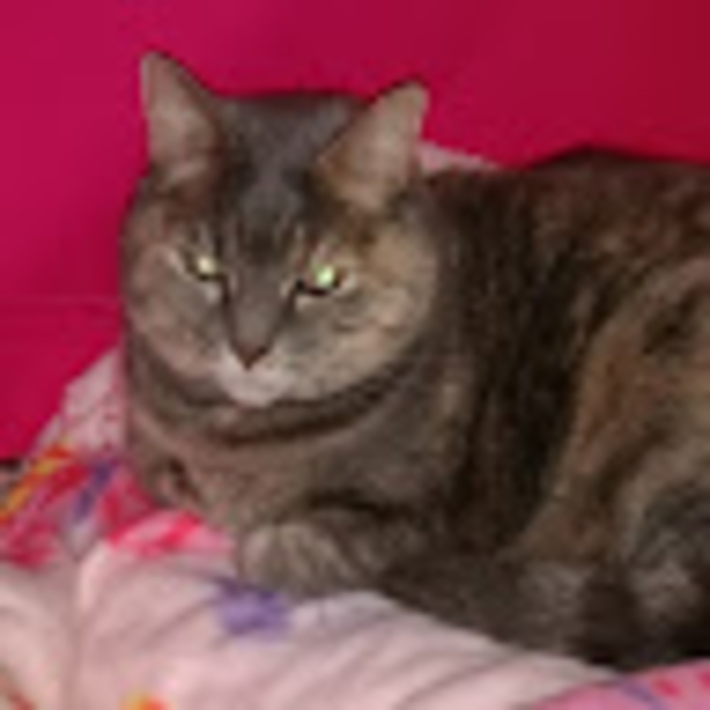 Meet your Posher, Neon
